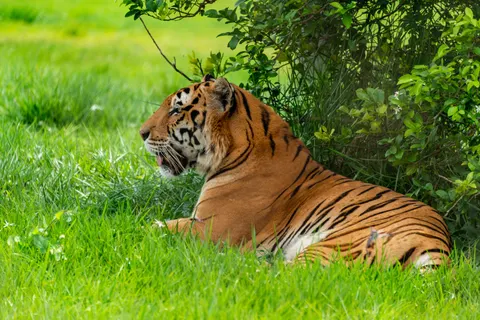 Tiger 4K Hintergrundbild · animals · 3840×2563