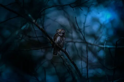 올빼미 4K 배경화면 · animals · 3840×2560