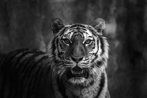 Hình nền Hổ 4K · animals · 3840×2560