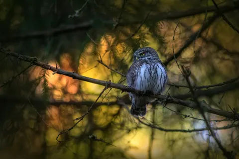 Fondo de pantalla Búho 4K · animals · 3840×2560