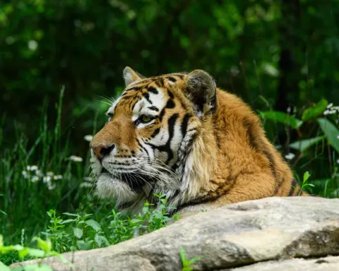 बाघ 4K वॉलपेपर · animals · 3840×3072