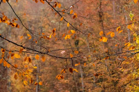 Autumn Forest Path 4K Wallpaper · autumn · 3840×2560