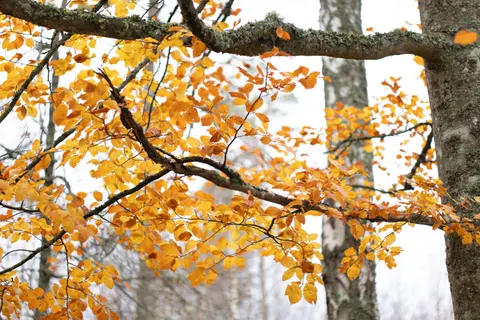 Autumn Forest Path 4K Wallpaper · autumn · 3840×2560