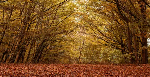 Hình nền Lối rừng mùa thu 4K · autumn · 3840×1989