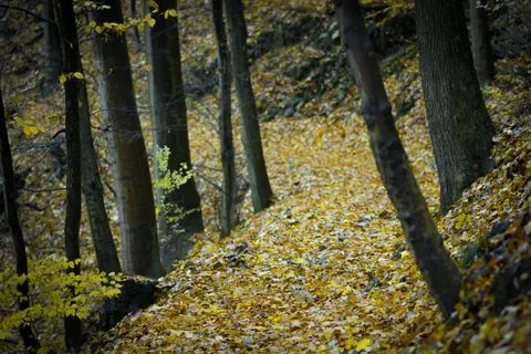 秋林小径 4K壁纸 · autumn · 3840×2560