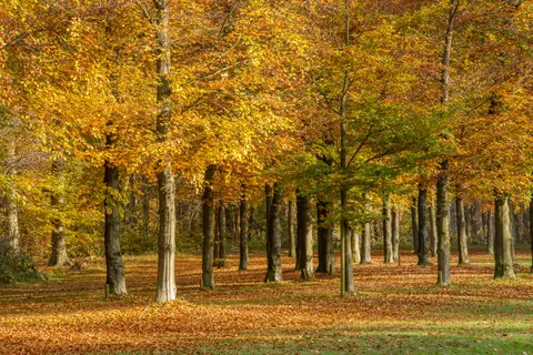 Autumn Forest Path 4K Wallpaper · autumn · 3840×2560