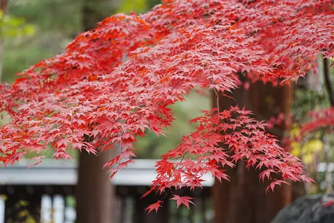 Autumn Maple Leaves 4K Wallpaper · autumn · 3840×2560