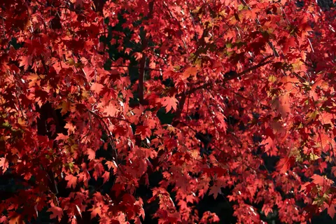 पतझड़ के मेपल पत्ते 4K वॉलपेपर · autumn · 3840×2560