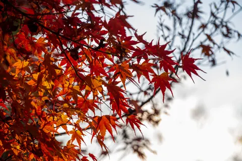 والپیپر برگ‌های افرا پاییزی با کیفیت 4K · autumn · 3840×2560