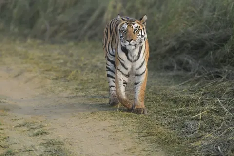 बाघ 4K वॉलपेपर · animals · 3840×2560