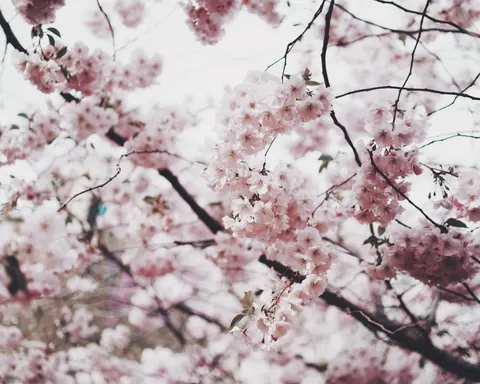 चेरी ब्लॉसम 4K वॉलपेपर · nature · 3840×3072