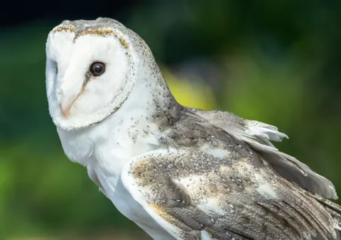Fondo de pantalla Búho 4K · animals · 3840×2700