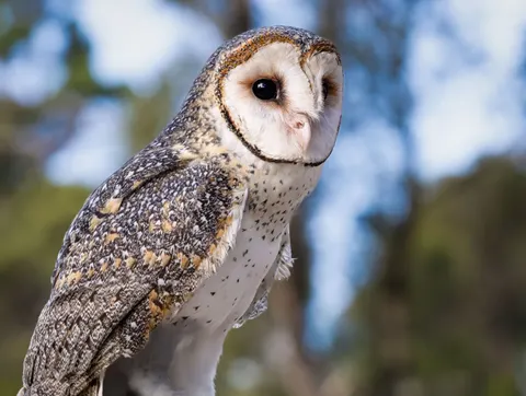 Eule 4K Hintergrundbild · animals · 3840×2900