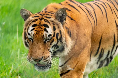 Hình nền Hổ 4K · animals · 3840×2563