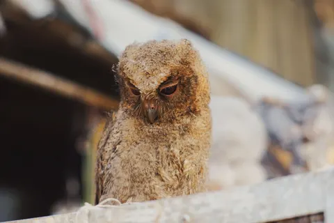 Eule 4K Hintergrundbild · animals · 3840×2560