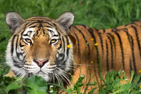 बाघ 4K वॉलपेपर · animals · 3840×2560