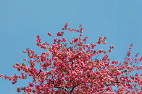 Cherry Blossom 4K Wallpaper · nature · 3840×2560
