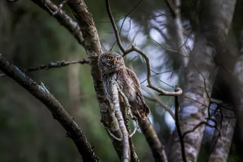 Owl 4K Wallpaper · animals · 3840×2560