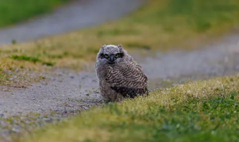 Owl 4K Wallpaper · animals · 3840×2296