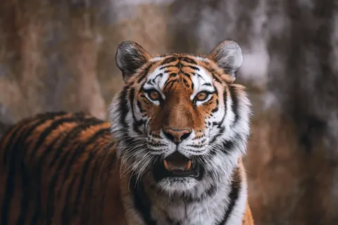 Hình nền Hổ 4K · animals · 3840×2560
