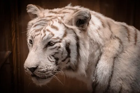Sfondo Tigre 4K · animals · 3840×2563