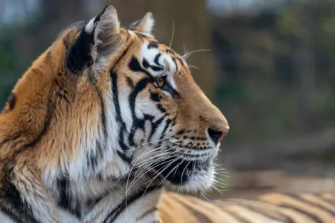 Hình nền Hổ 4K · animals · 3840×2560