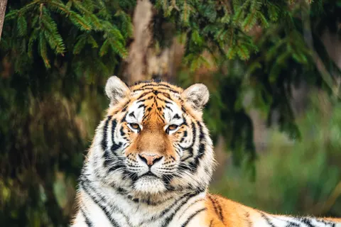 Tiger 4K Hintergrundbild · animals · 3840×2560