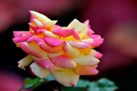 Rose 4K Wallpaper · flowers · 3840×2560
