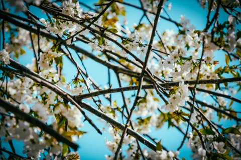 櫻花 4K桌布 · nature · 3840×2560