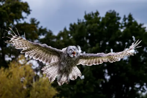 Owl 4K Wallpaper · animals · 3840×2560