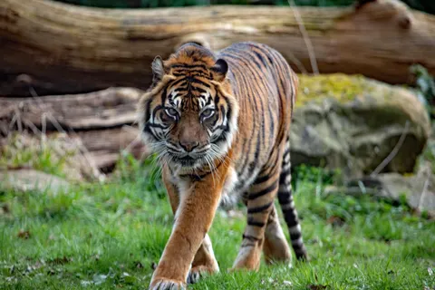 Sfondo Tigre 4K · animals · 3840×2560