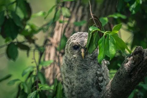 خلفية بومة بدقة 4K · animals · 3840×2563