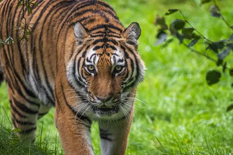 Sfondo Tigre 4K · animals · 3840×2560
