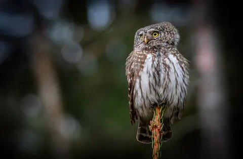 خلفية بومة بدقة 4K · animals · 3840×2511
