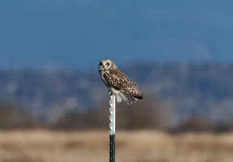 Eule 4K Hintergrundbild · animals · 3840×2686