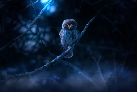Fond d'écran Hibou 4K · animals · 3840×2580