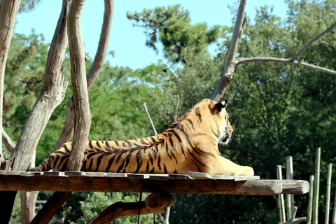 Sfondo Tigre 4K · animals · 3840×2560