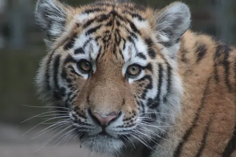 Sfondo Tigre 4K · animals · 3840×2560