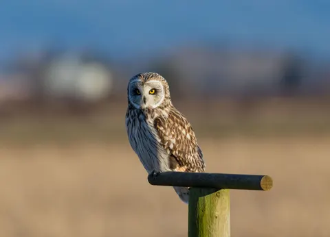 Eule 4K Hintergrundbild · animals · 3840×2769