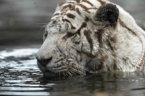 Sfondo Tigre 4K · animals · 3840×2560