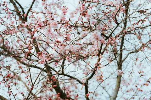 Cherry Blossom 4K Wallpaper · nature · 3840×2563