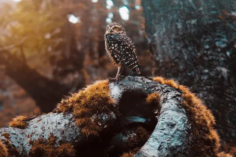 Papel de parede Coruja 4K · animals · 3840×2560