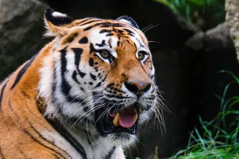 Hình nền Hổ 4K · animals · 3840×2560