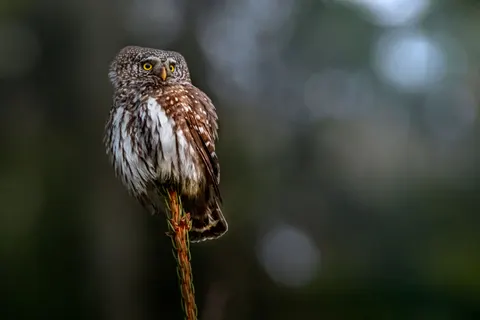 Owl 4K Wallpaper · animals · 3840×2560