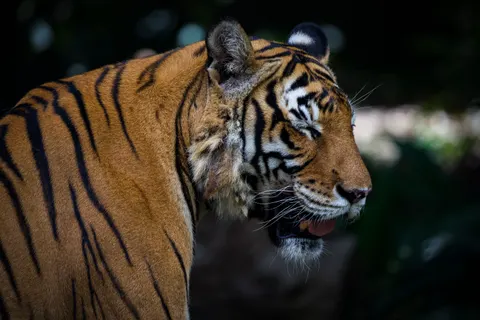 बाघ 4K वॉलपेपर · animals · 3840×2560