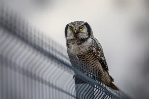 Owl 4K Wallpaper · animals · 3840×2564