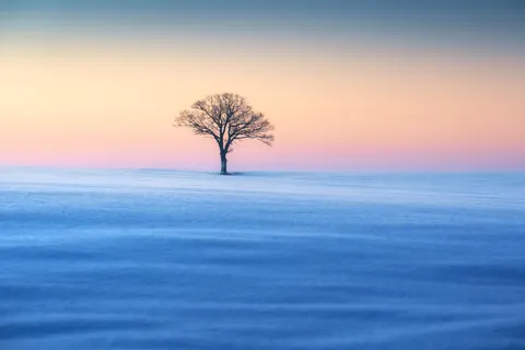 والپیپر درخت تنها با کیفیت 4K · minimal · 3840×2560