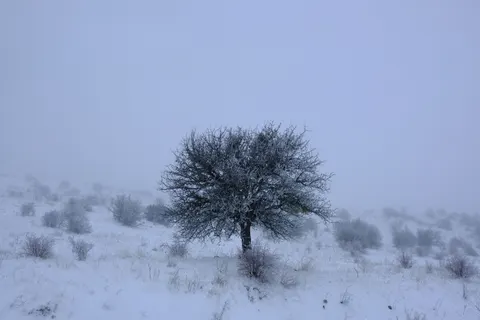 Fondo de pantalla Árbol solitario 4K · minimal · 3840×2560