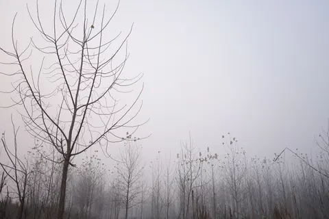 Sfondo Albero solitario 4K · minimal · 3840×2560