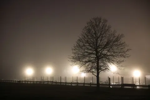 Sfondo Albero solitario 4K · minimal · 3840×2561
